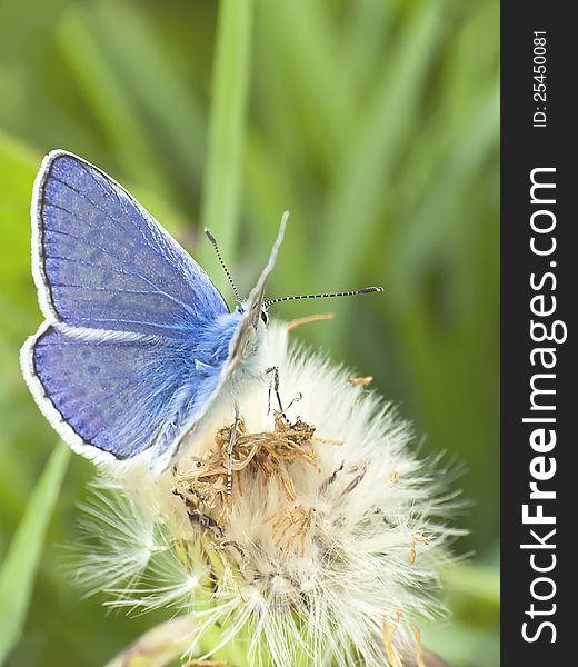 Blue Butterfly On A Dandelion