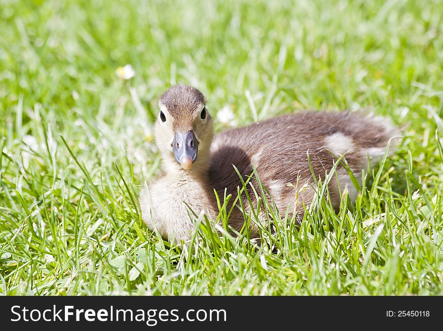 Young Mandarin Duck at Dublin National Botanic Garden. Young Mandarin Duck at Dublin National Botanic Garden