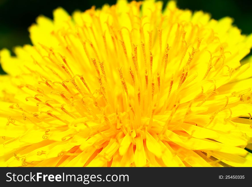 The detail of a dandelion flower.