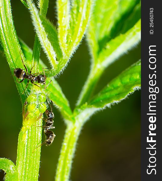 Two black the ant on the green leaf.