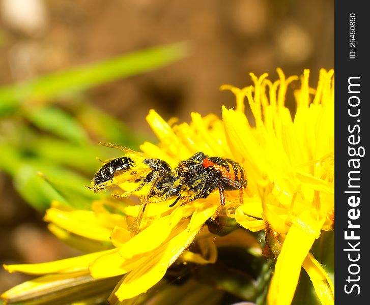 Crab Spiders Prey