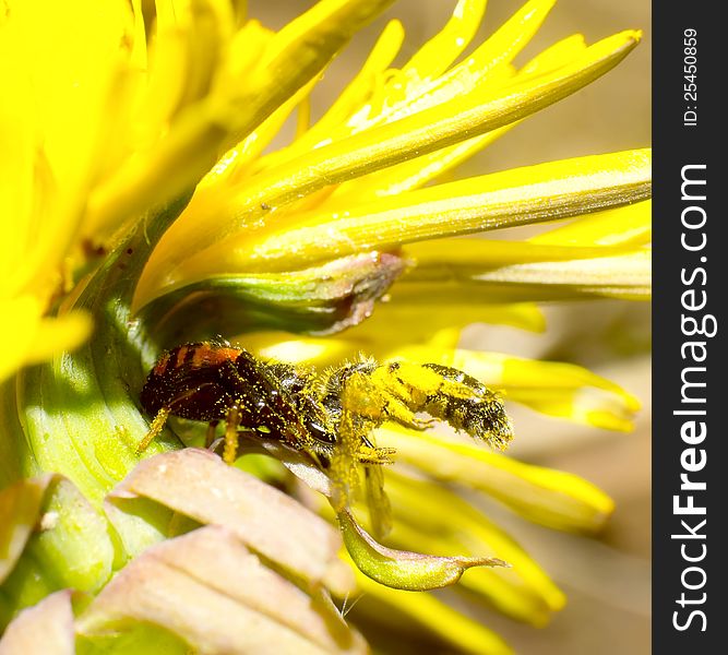 Crab spider and its prey. Crab spider and its prey