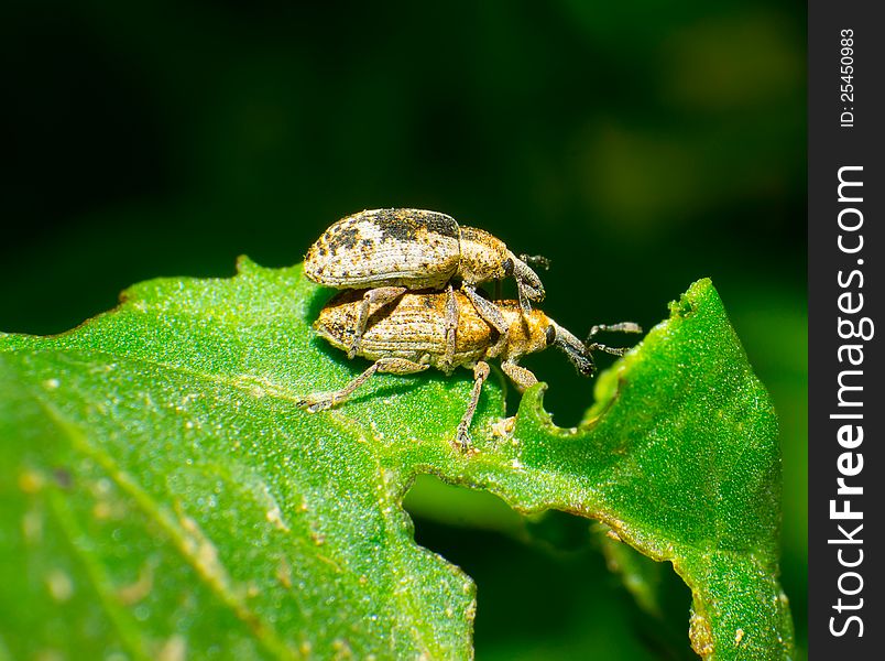 In the breeding season of shieldbug
