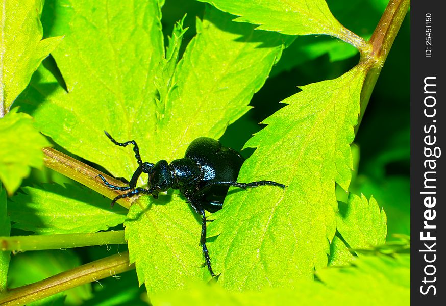 Close up of the beetle (Meloe sp. violatus) eating to leaf among a grass.