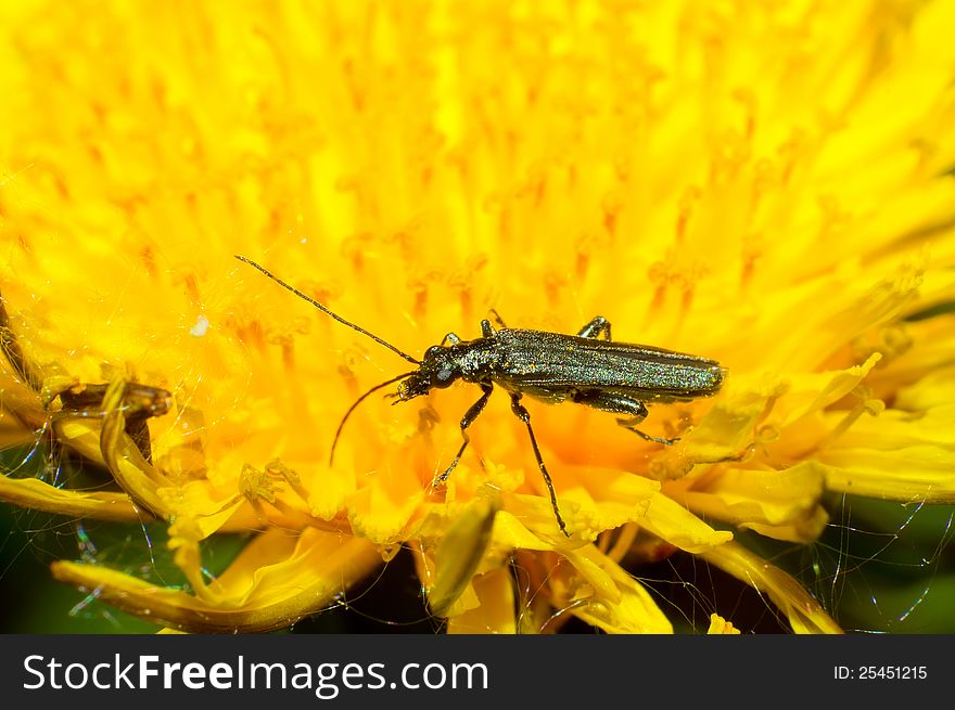 Oedemeridae fall on dandelions spend