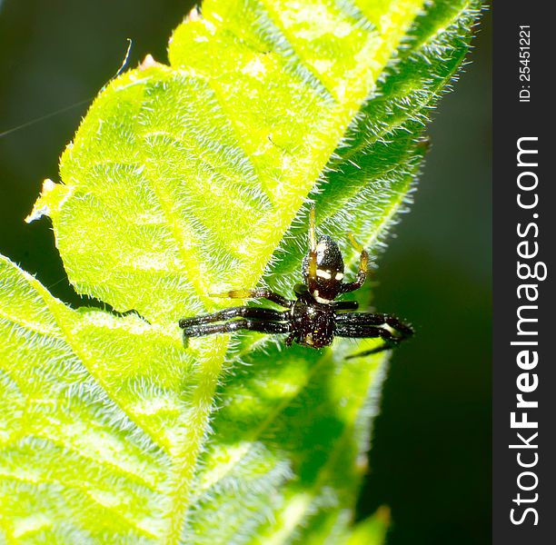 Black and yellow and white crab spider. Black and yellow and white crab spider