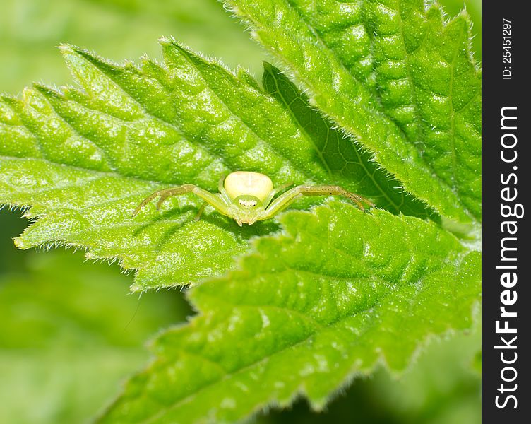The crab spider on the green leaves. The crab spider on the green leaves.