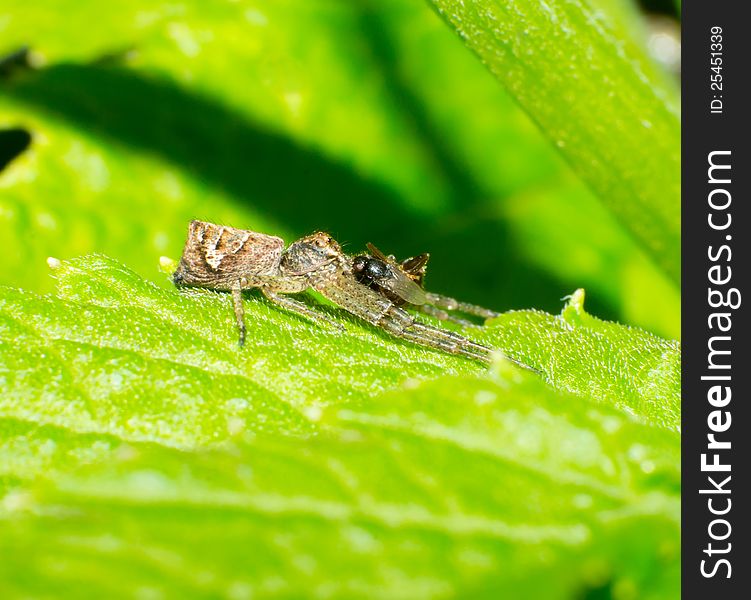 Lunch of crab spiders