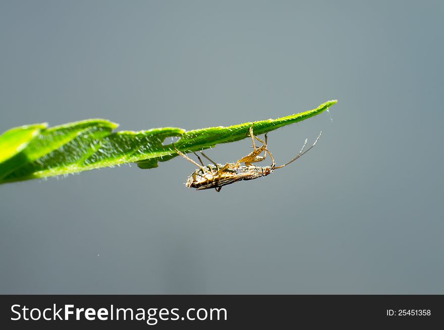 The assassin bugs in the grass.