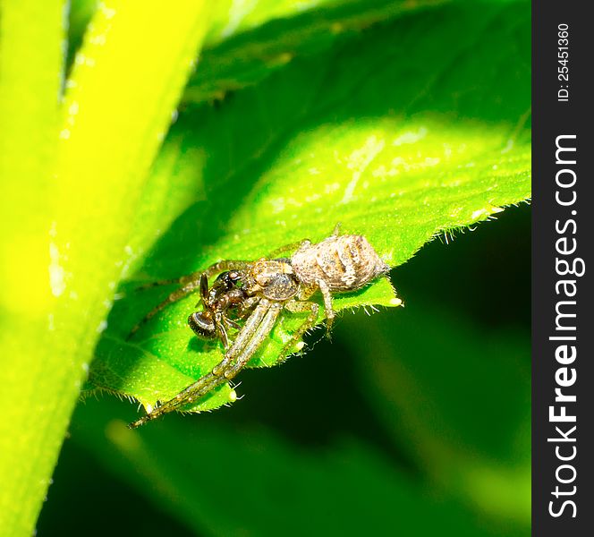 The crab spider prey to an ant and a fly. The crab spider prey to an ant and a fly