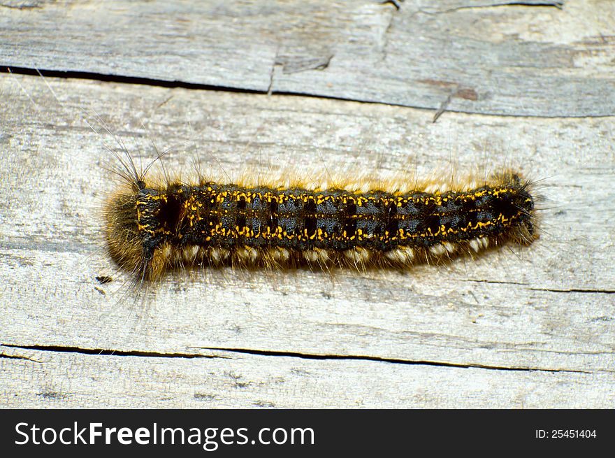 Gypsy moth caterpillar crawls along the wood