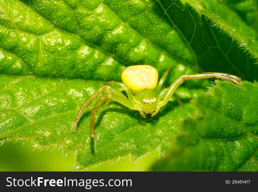 The crab spider on the green leaves. The crab spider on the green leaves.