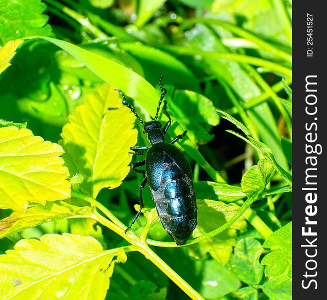 Close up of the beetle (Meloe sp. violatus) eating to leaf among a grass.