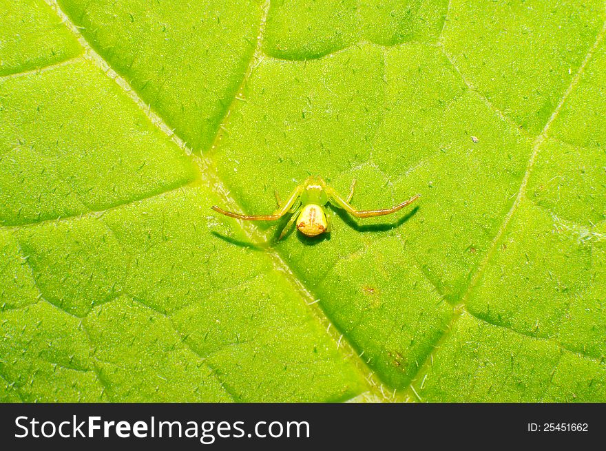 The Thomisidae stay the leaves.