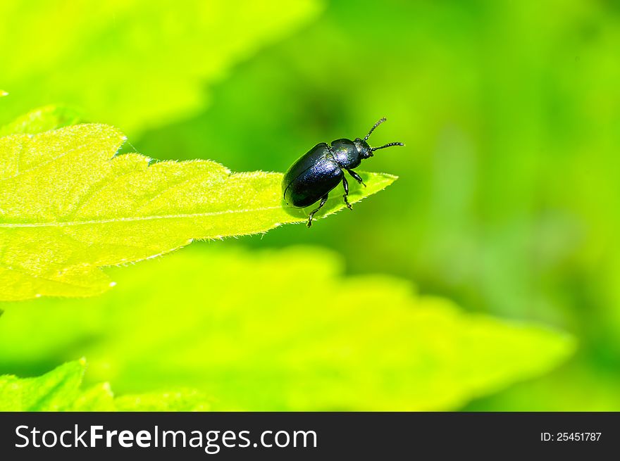 The black beetle is on the leaves.