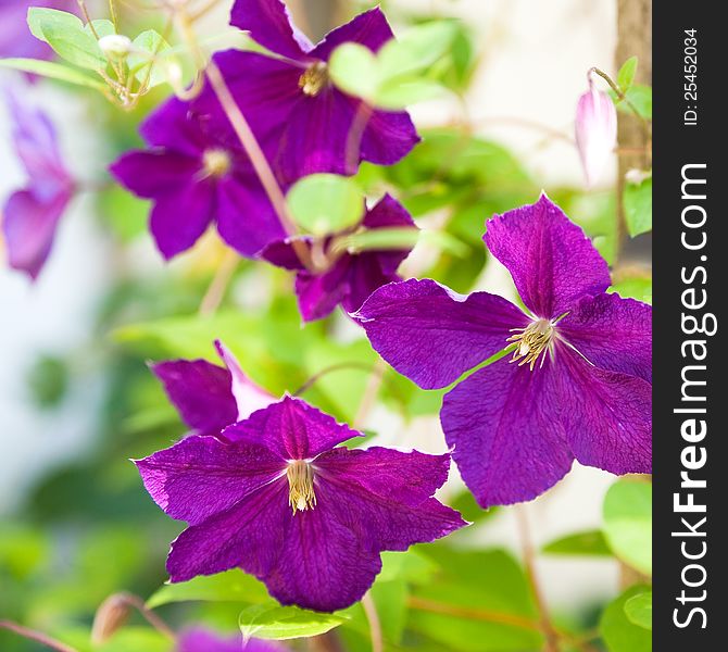 Beautiful flowers on bokeh background. Clematis