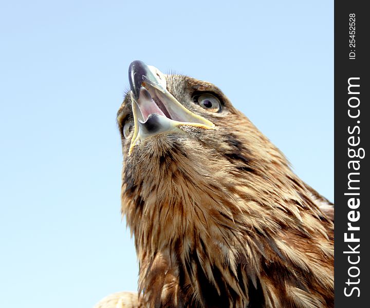 Eagle head on blue sky background. Close up