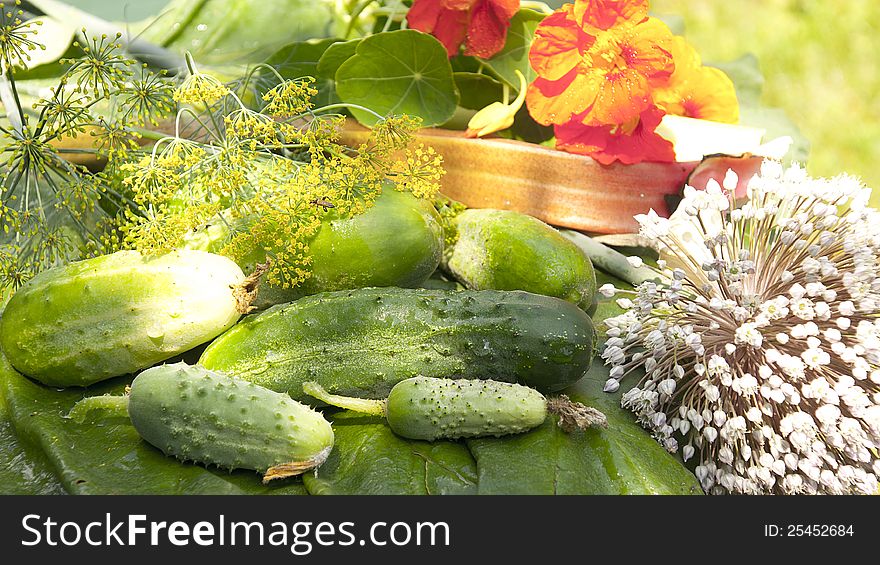 Still-life With Cucumbers