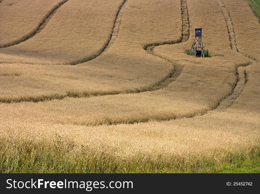 Ripe oat field, hidden away in the hunter