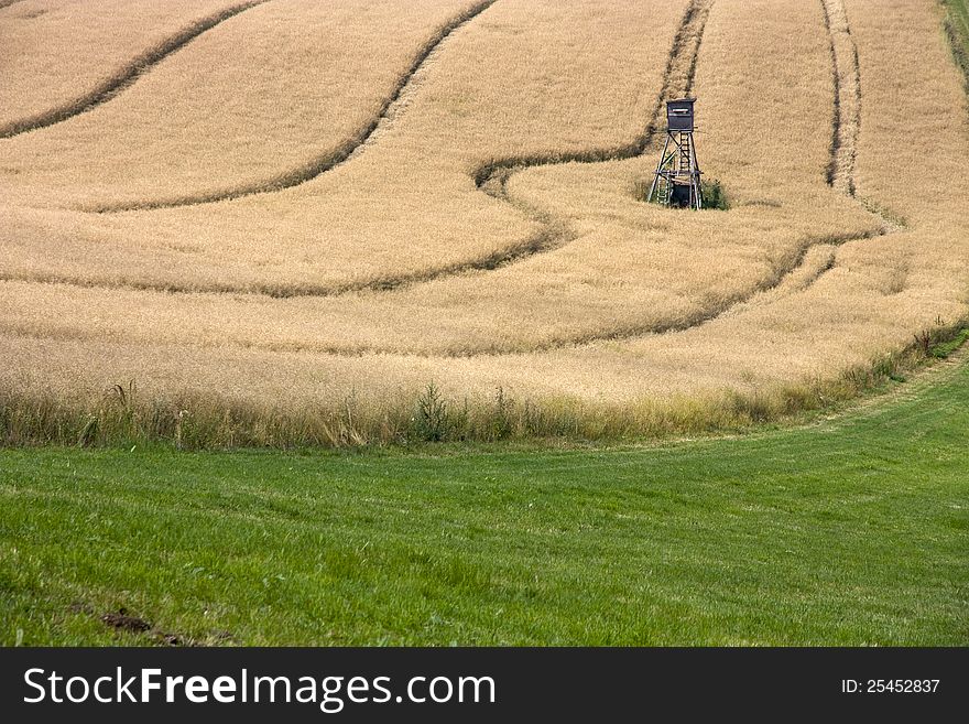 Oat field with ruts from agricultural machinery, hunting shelter. Oat field with ruts from agricultural machinery, hunting shelter