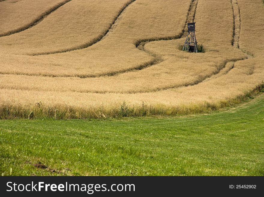Field in oats