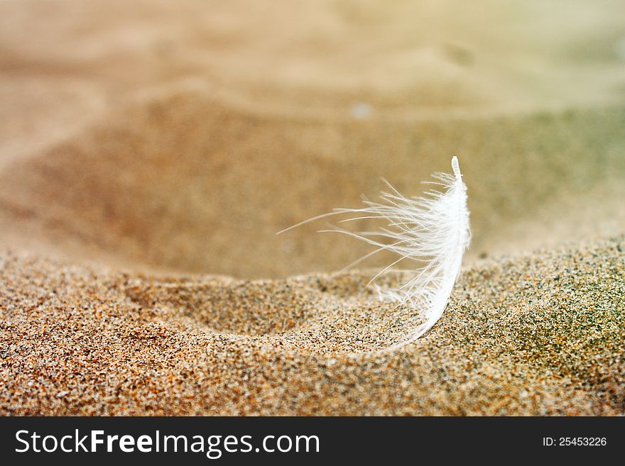 Feather of a bird on the sand. Feather of a bird on the sand