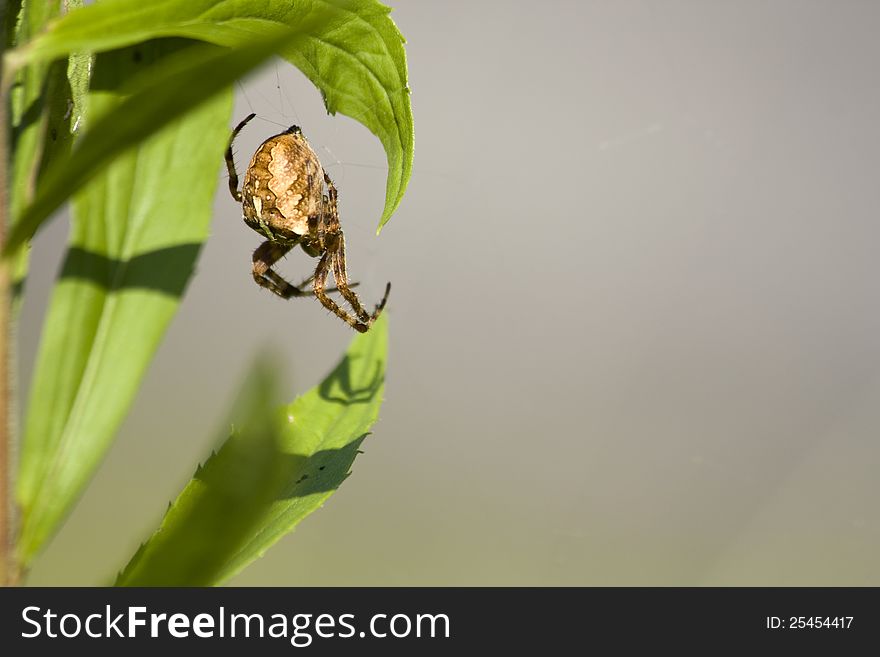 Yellow spider is suspended between listama on a gray background