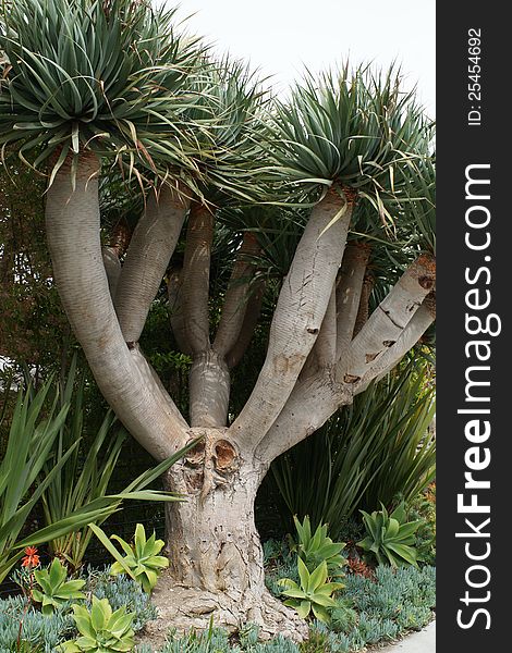 Short palm tree in garden with other plants