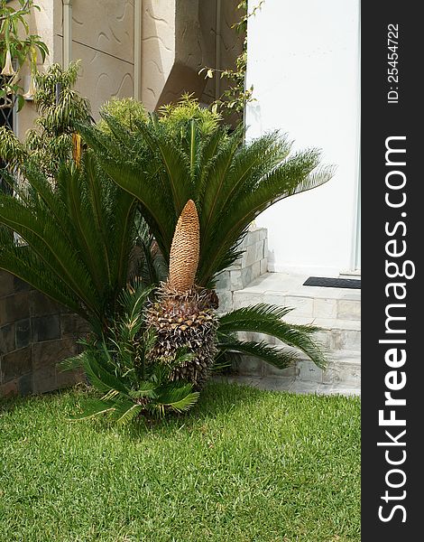 Short palm tree in garden with other plants and residential steps and buildings in the background. Short palm tree in garden with other plants and residential steps and buildings in the background.