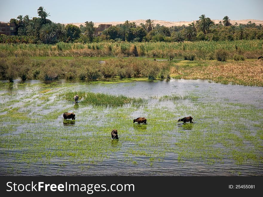 Mammal animal, cows, gnu and others are refreshing and drinking on Nile shore in Egypt near The Cairo. Mammal animal, cows, gnu and others are refreshing and drinking on Nile shore in Egypt near The Cairo