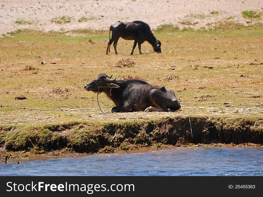 Wildebeest resting on nile river shore, in Egypt