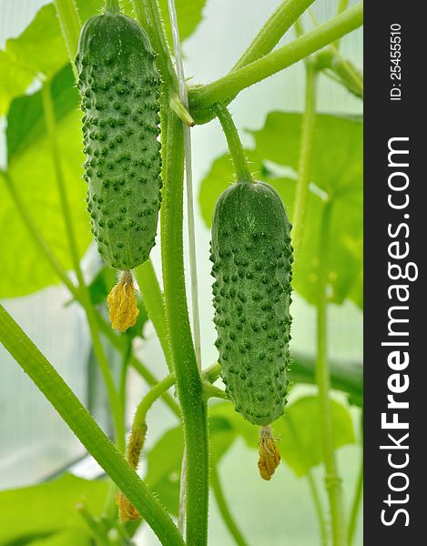 Two cucumbers growing on the