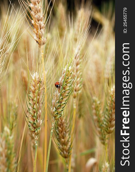 Ears of wheat and small ladybird. Ears of wheat and small ladybird