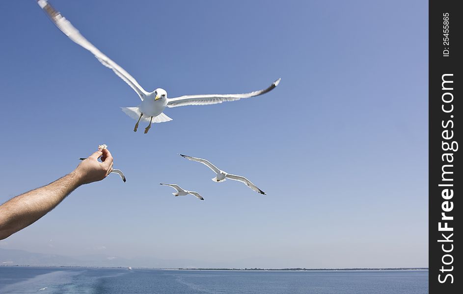 Feeding seagulls