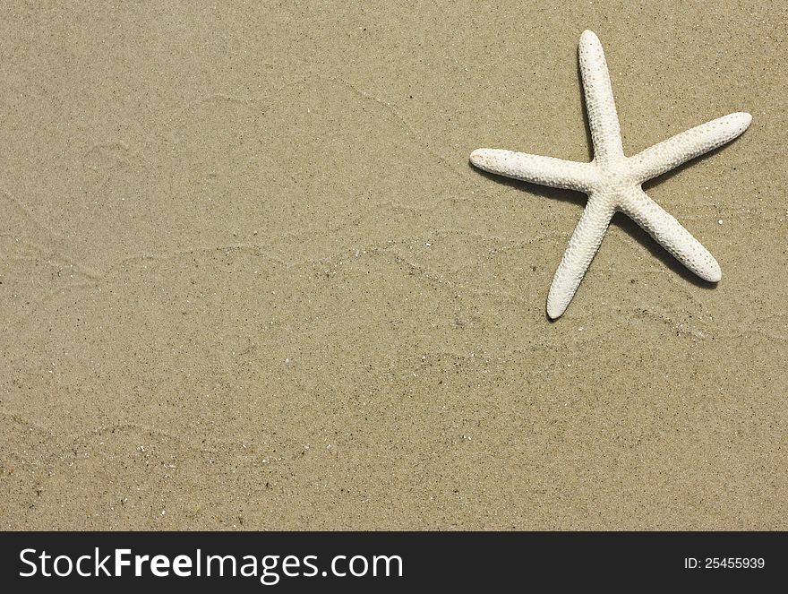 A lone starfish on a gorgeous tropical beach with copy space. A lone starfish on a gorgeous tropical beach with copy space