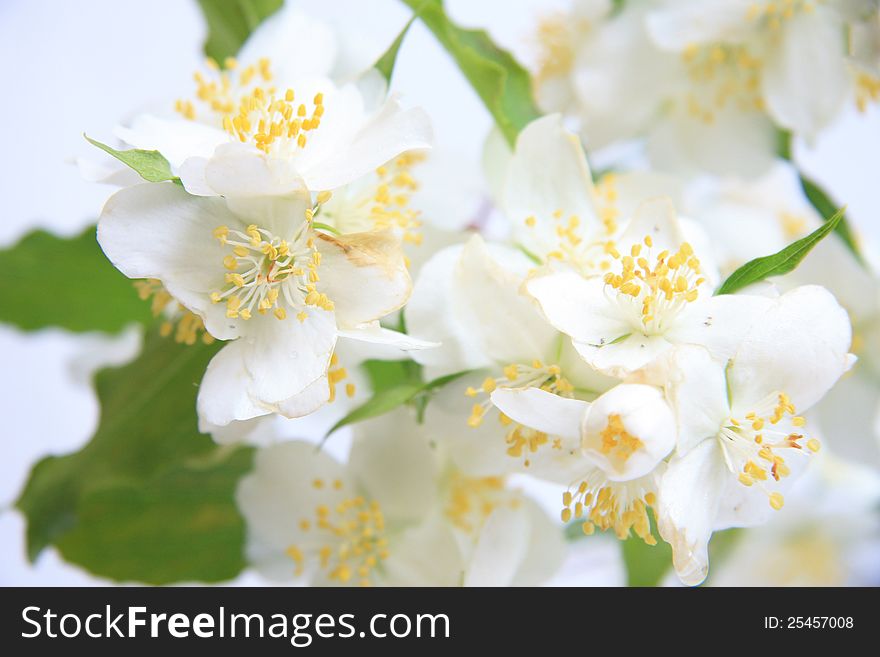 Jasmine flowers on a white background
