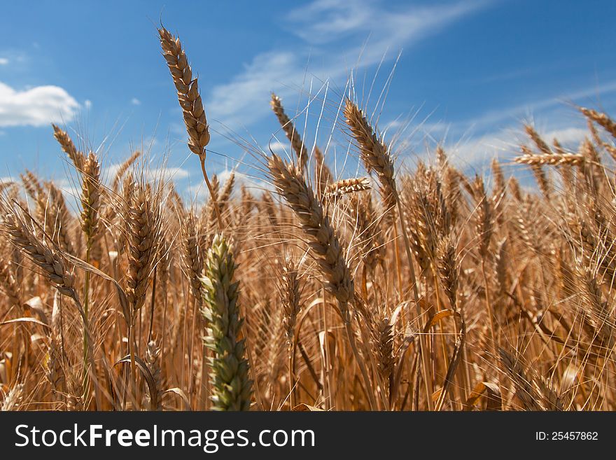 Ripe wheat ears against beautiful sky with clouds. Ripe wheat ears against beautiful sky with clouds