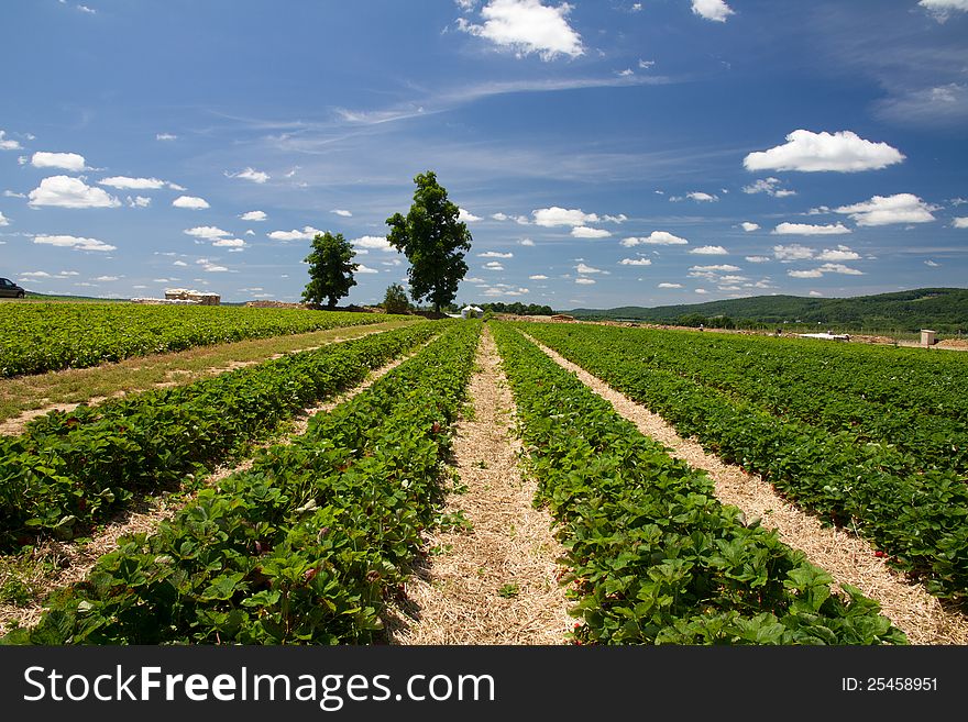 Rows of strawberries in a farm