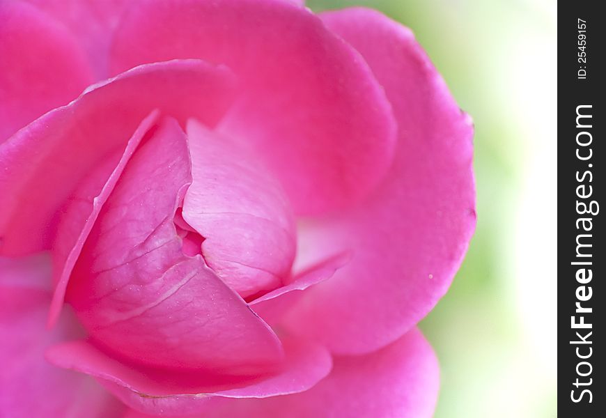 Arrow head pink roses, close-up