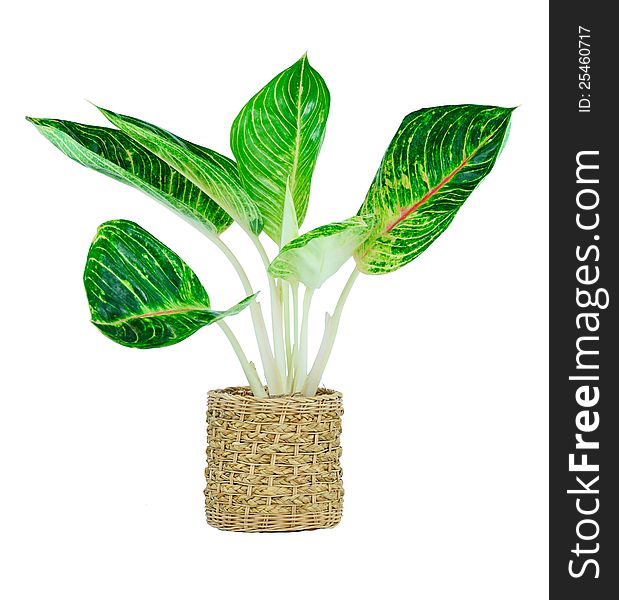 Houseplant For Home Garden