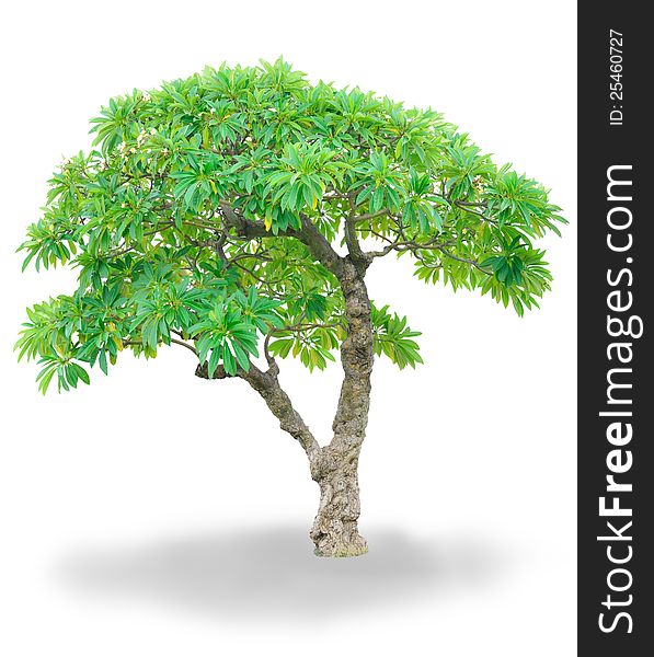 Isolated Champa tree for landscape design. Isolated Champa tree for landscape design