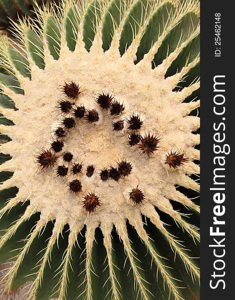 Echinocactus grusonii. The top view on a cactus close up