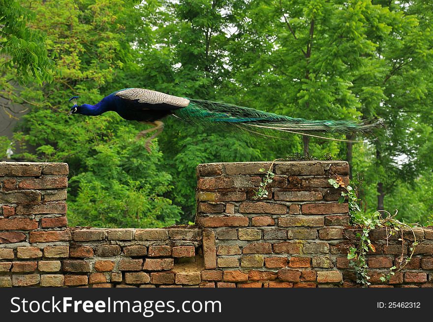 A blue peacock jumping between two walls. A blue peacock jumping between two walls