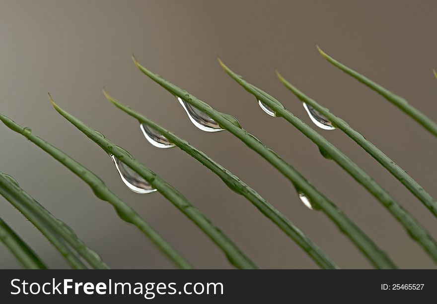 Rain drops on blades of grass