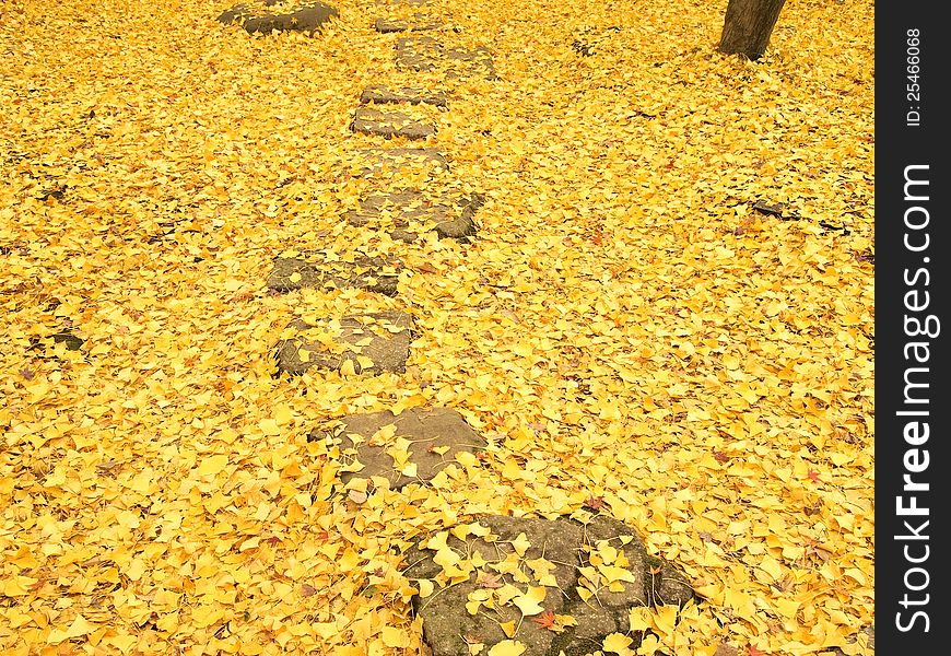 Pathway through the ground covered with ginko leaves in autumn. Pathway through the ground covered with ginko leaves in autumn