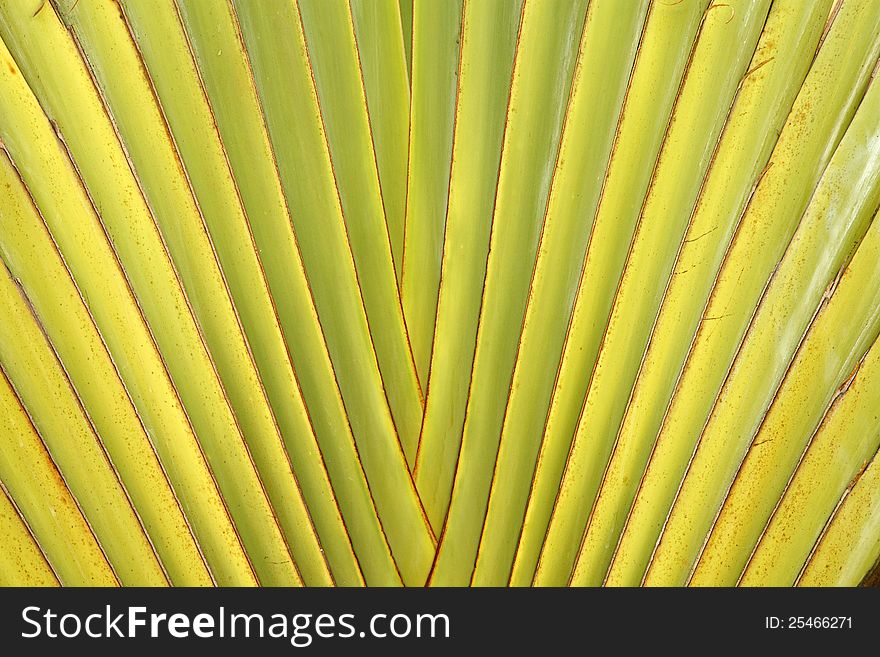 Details of leaf stalk of traveller palm