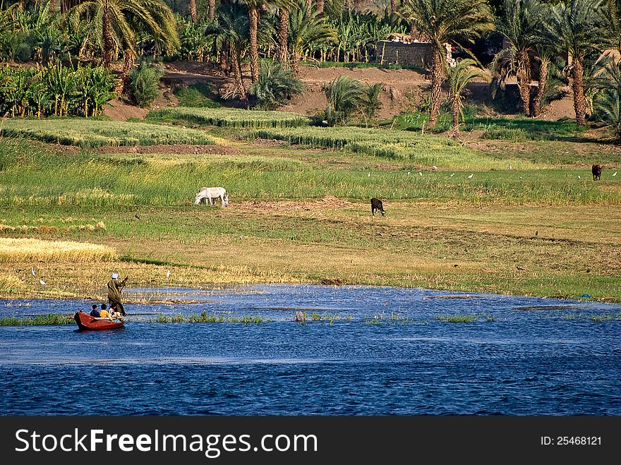 Life on river Nile in Egypt: fisherman are rowing through home, animals are grazing on the shore, palm on the background and blu fresh water on the foreground. Life on river Nile in Egypt: fisherman are rowing through home, animals are grazing on the shore, palm on the background and blu fresh water on the foreground