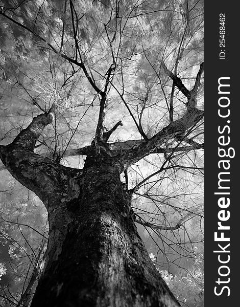 Black&White Detailed tree branches in Lake. Black&White Detailed tree branches in Lake