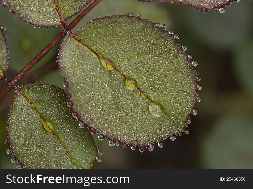 Drops of rain on the leaves of rose. Drops of rain on the leaves of rose