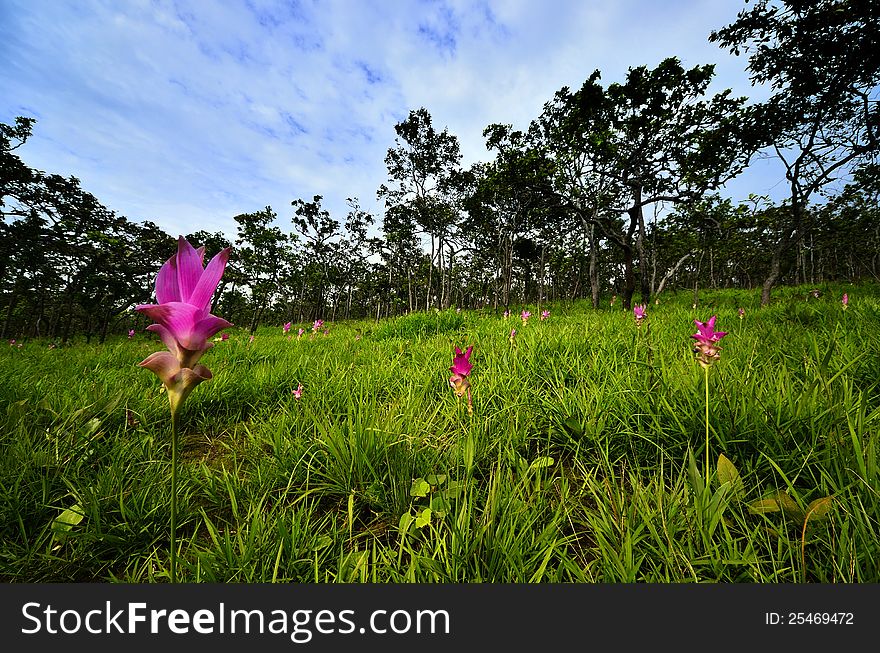 Siam Tulip In Forest